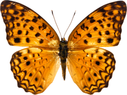 insects & Butterfly free transparent png image.