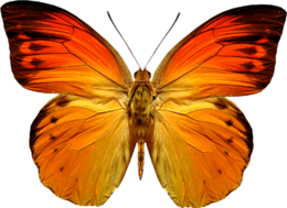 insects & butterfly free transparent png image.