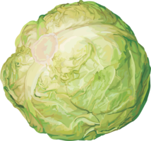 vegetables & cabbage free transparent png image.