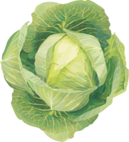 vegetables & Cabbage free transparent png image.
