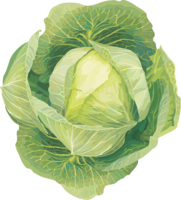 vegetables & cabbage free transparent png image.