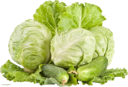 vegetables & Cabbage free transparent png image.