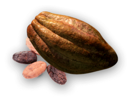 fruits & cacao free transparent png image.