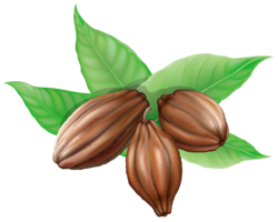 fruits & cacao free transparent png image.