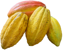 fruits & Cacao free transparent png image.