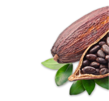 fruits & Cacao free transparent png image.