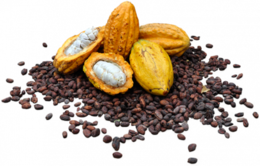 fruits & Cacao free transparent png image.