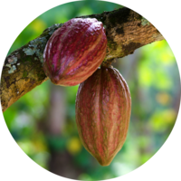 fruits & cacao free transparent png image.