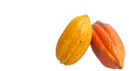 fruits & Cacao free transparent png image.