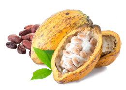 fruits & Cacao free transparent png image.