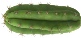 nature & cactus free transparent png image.