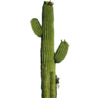 nature & Cactus free transparent png image.