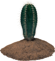 nature & Cactus free transparent png image.
