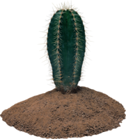 nature & cactus free transparent png image.