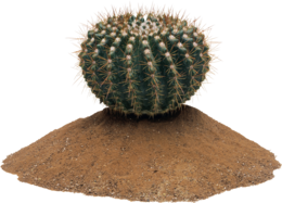 nature & Cactus free transparent png image.