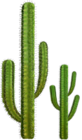 nature & Cactus free transparent png image.