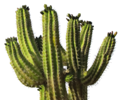 nature & Cactus free transparent png image.