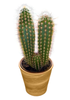 nature & cactus free transparent png image.