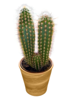 nature & Cactus free transparent png image.