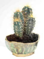 nature & Cactus free transparent png image.