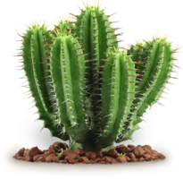 nature & cactus free transparent png image.