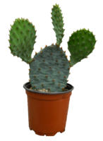 nature & cactus free transparent png image.