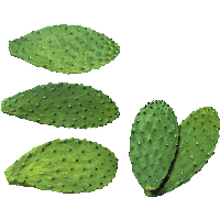 nature & cactus free transparent png image.