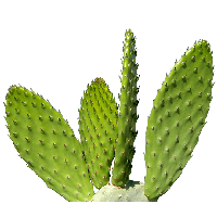 nature & Cactus free transparent png image.