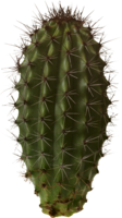 nature & Cactus free transparent png image.