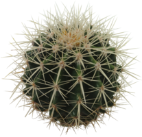 nature & cactus free transparent png image.