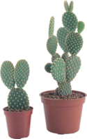 nature & cactus free transparent png image.