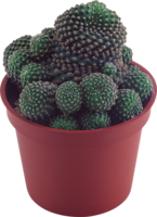 nature & cactus free transparent png image.