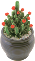 nature & Cactus free transparent png image.