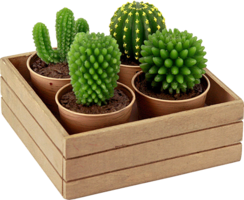 nature & Cactus free transparent png image.