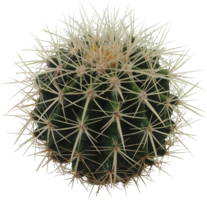nature & Cactus free transparent png image.