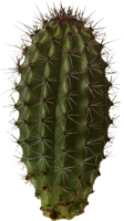 nature & cactus free transparent png image.