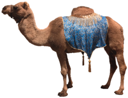 animals & Camel free transparent png image.