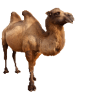 animals & Camel free transparent png image.