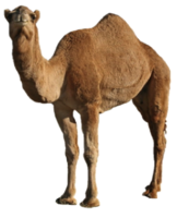 animals & Camel free transparent png image.