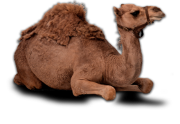 animals & Camel free transparent png image.