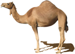 animals & Camel free transparent png image.