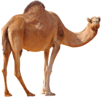 animals & camel free transparent png image.