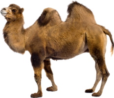 animals & Camel free transparent png image.