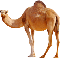 animals & Camel free transparent png image.