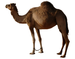 animals & Camel free transparent png image.