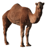 Camel&animals png image