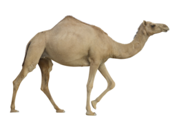 animals & Camel free transparent png image.