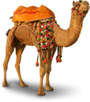 animals & camel free transparent png image.