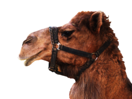 animals & camel free transparent png image.