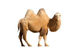 animals & camel free transparent png image.